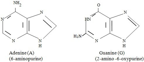 Adenine and Guanine